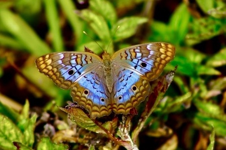 Pretty Peacock