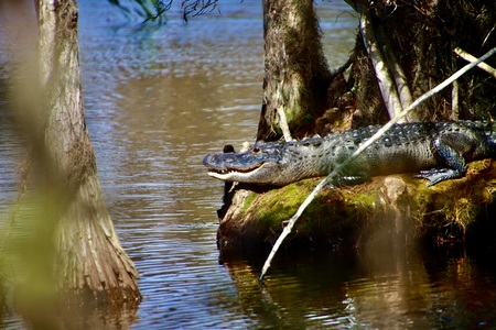 Gator Landing