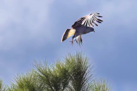 Vertical Kite