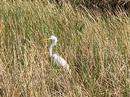 Bird in the wild