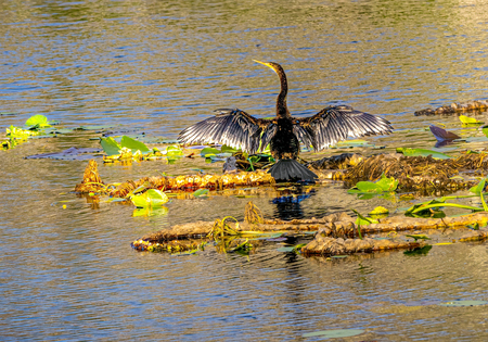 Anhinga Hanging Out