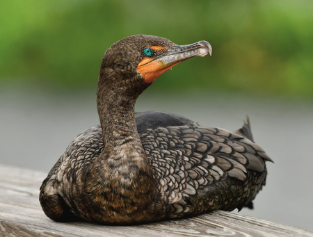 "Sitting Cormorant"