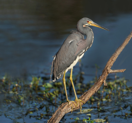 Tri-colored Heron with breeding plumage