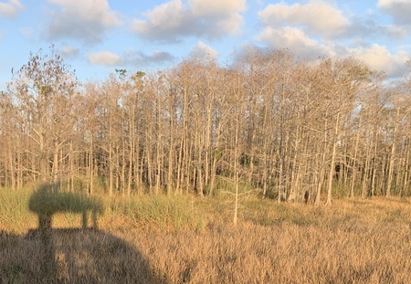 Late Afternoon Shadow