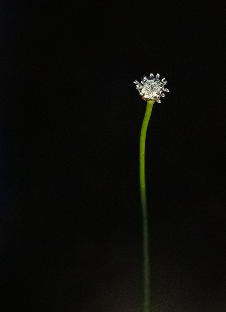Tiny Bloom @ Twilight