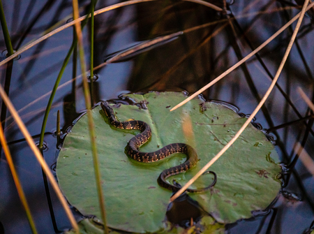 Napping On A Lilly Pad