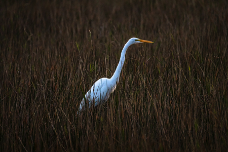 Low Light Hunting