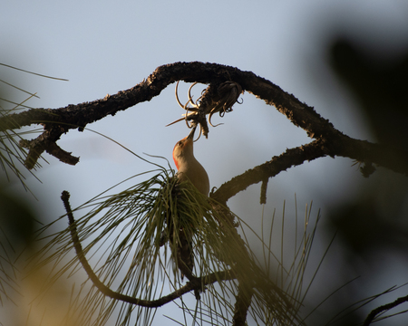 Red-bellied Woodpecker 