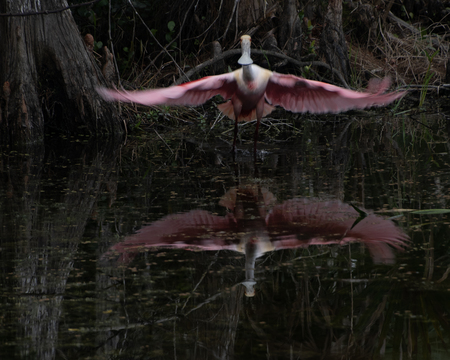 Roseate spoonbill