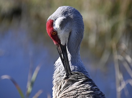 Sandhill Pose