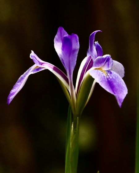 Savannah Iris
