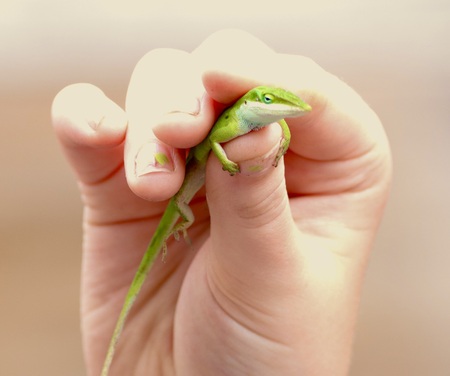 Green Anole