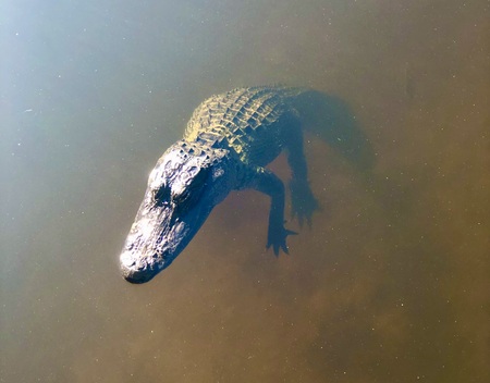 Floating Gator
