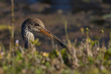 Peek a Boo Limpkin