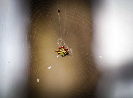 Mario Spider