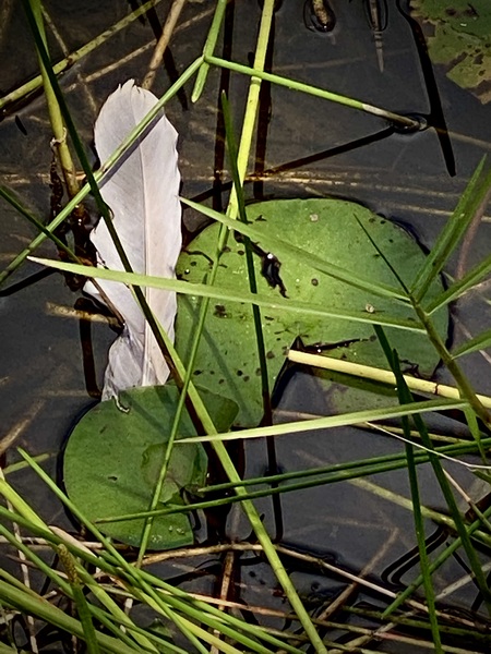 Peace Lily