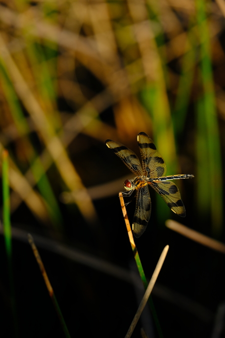 Windy Dragonfly (Better Quality)