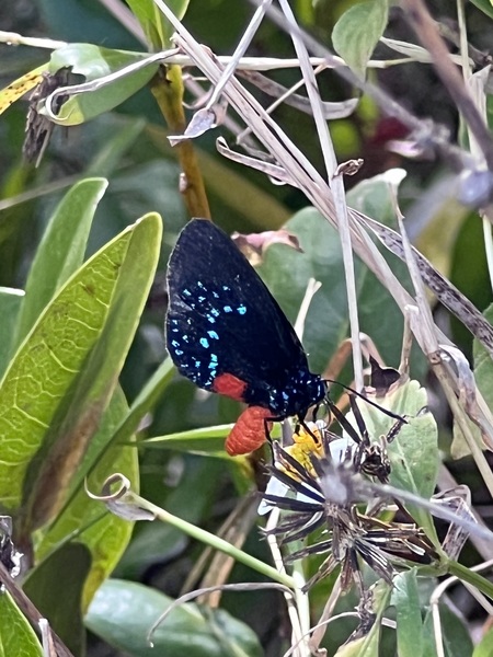 Butterfly in the garden 