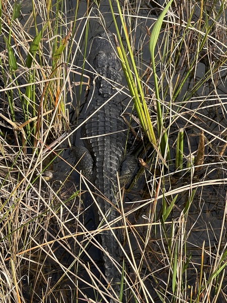 Sunbathing Gator