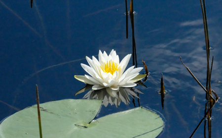 Lilly of the Lake