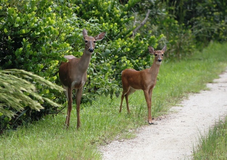 Out for a Stroll