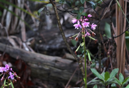 Beautiful Blooms