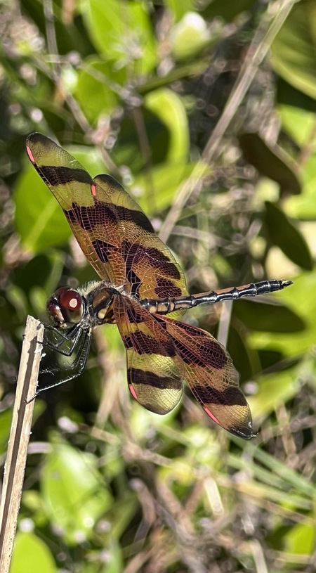 In Flight 