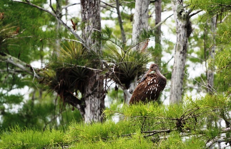 Preening Pose