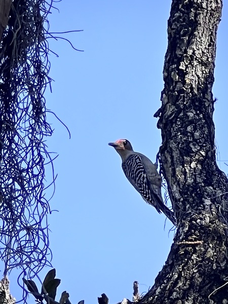 bird above the pond 