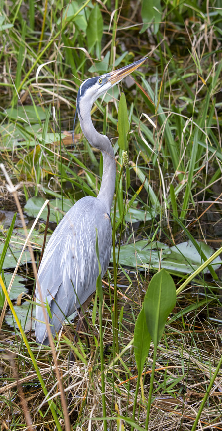 Aware Heron 