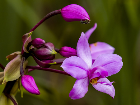 Ants tending the Orchids