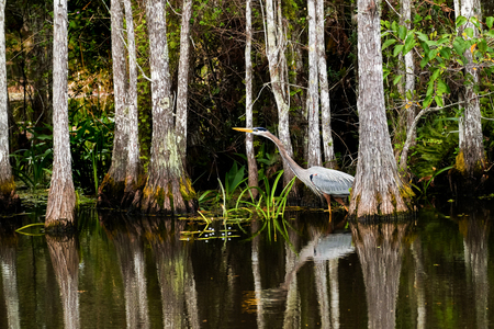 Heron in the Cypress