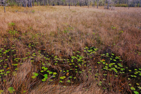 Lilypad Avenue