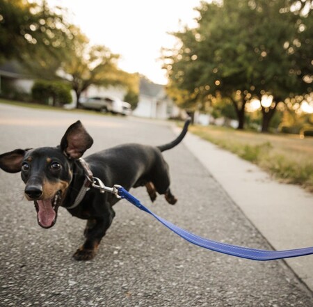 Entry image for Ruger. Clicking this image will show a larger photo