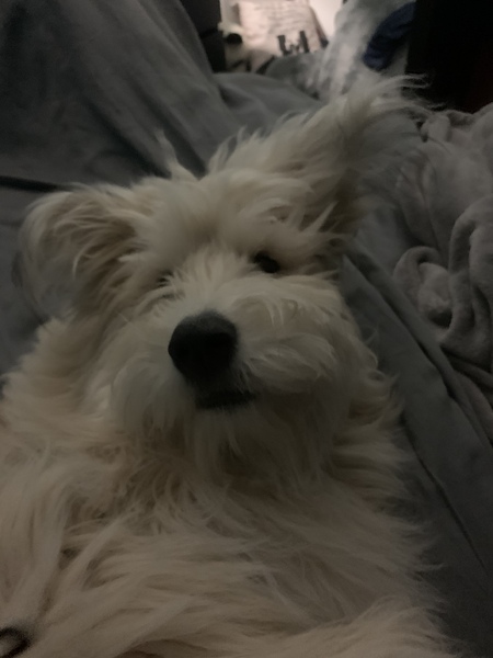 Ryder