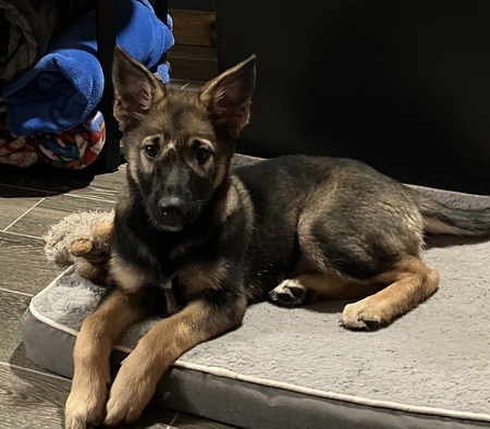 Bella