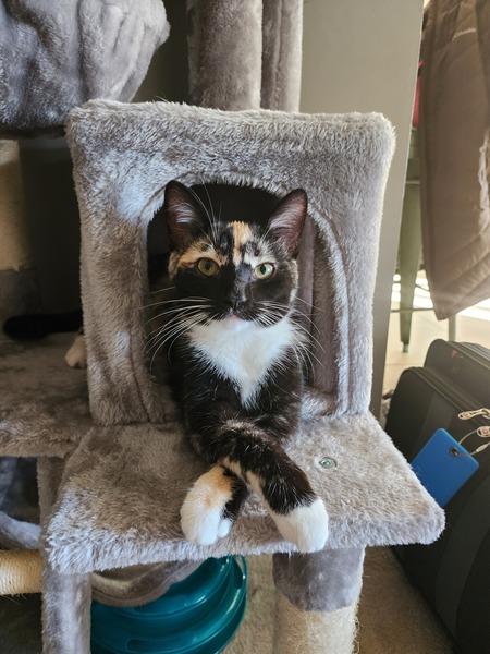Agatha