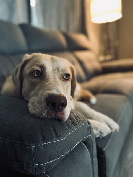 Sadie 