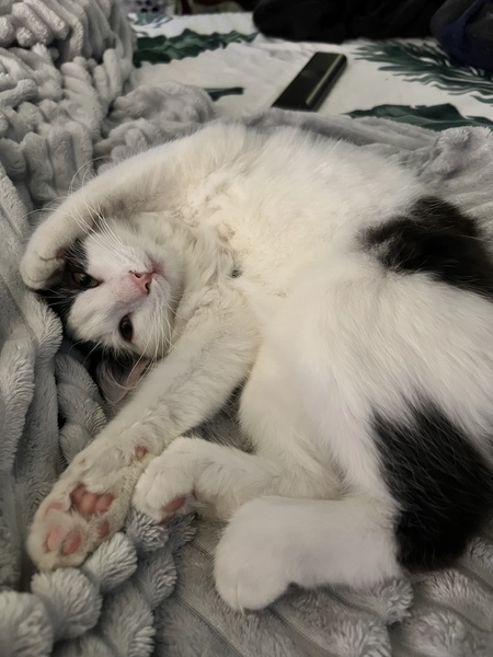 Bean