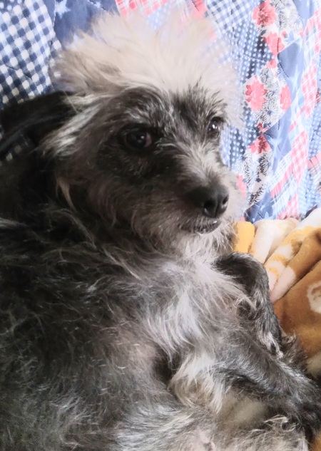 CiCi