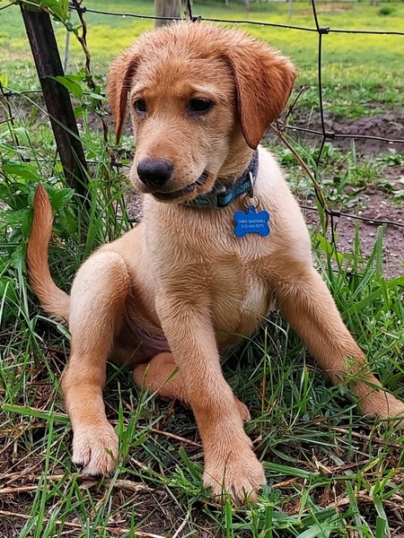 Cooper