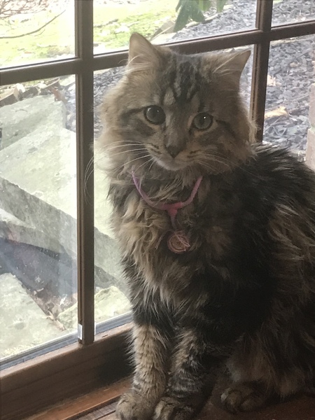 Simba 