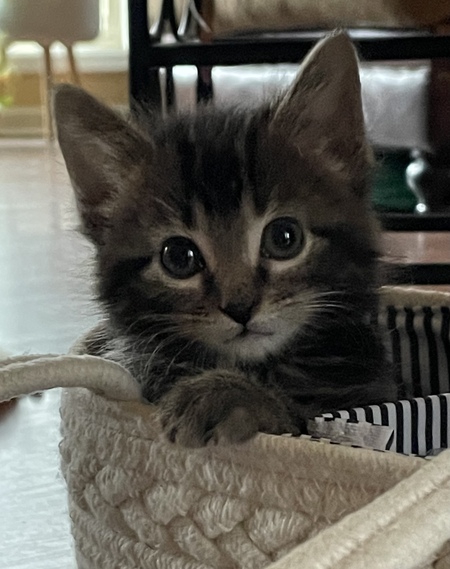 Kevin