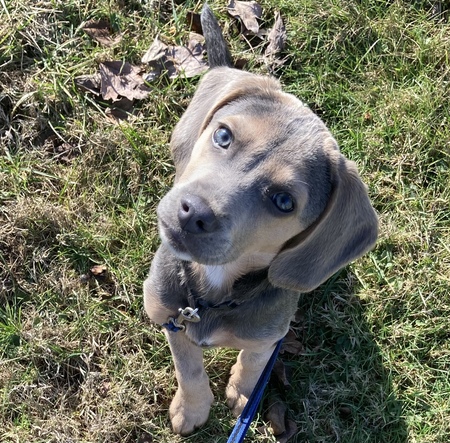 Bosco