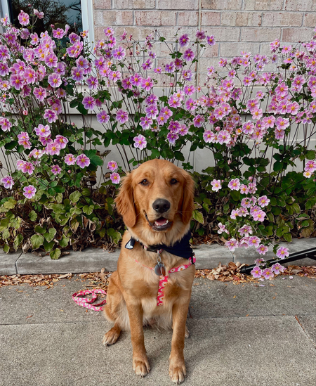 Daisy Mae