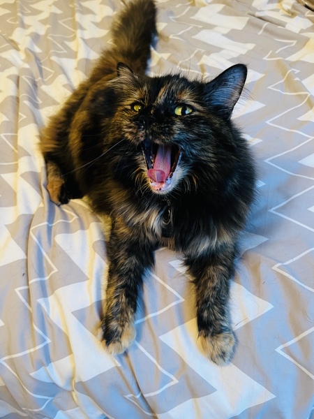 Nala