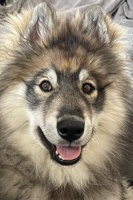 Teddy