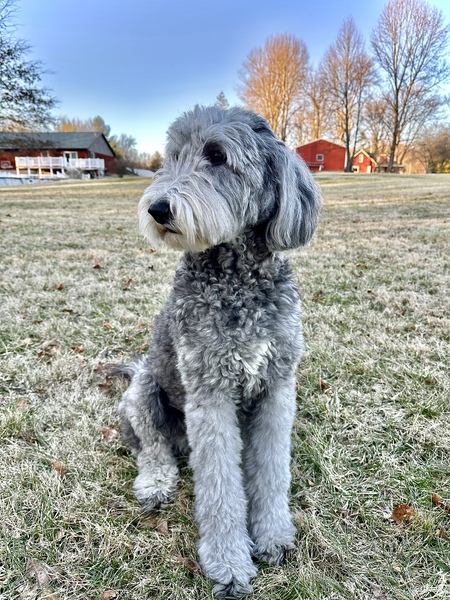 Zola