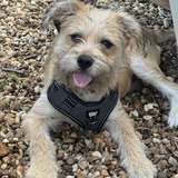 Entry image for Archie