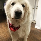 Entry image for Hercules AKA “Herky”